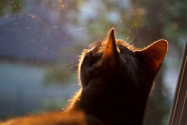 暴力机器对天赋洪流,拉梅洛末节洪流助灰熊力克太阳登顶