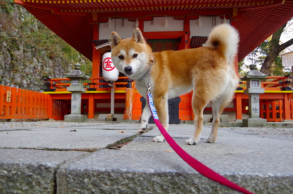 爱游戏官网-暗夜烈焰，英格拉姆季后赛封神一战