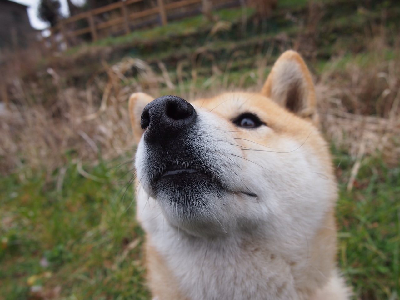 火力全开！哈利伯顿独揽37分助森林狼决胜局力克广东队