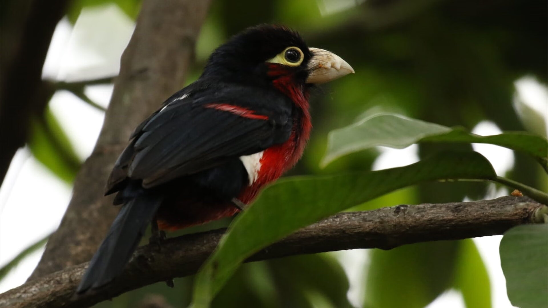 雷霆新王降世！公牛恶战鹈鹕，切特一战展露联盟未来门面真容