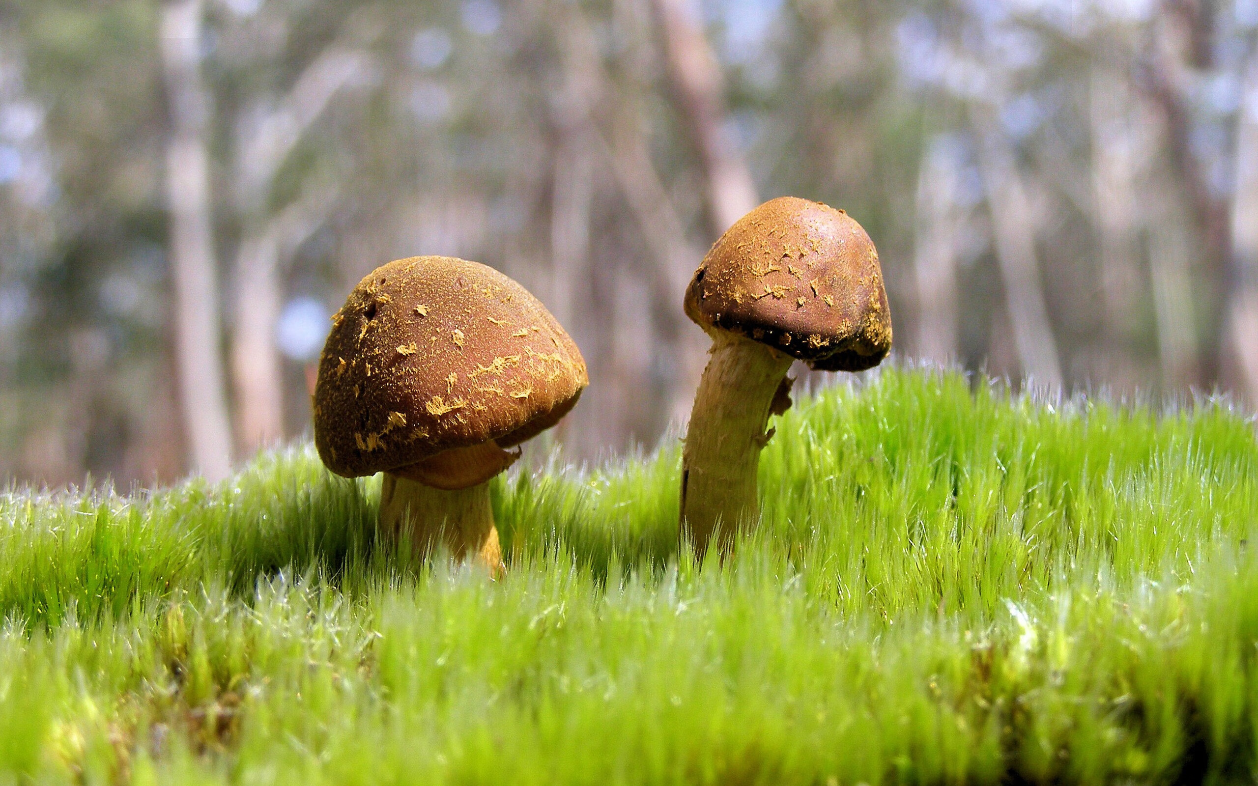 班凯罗爆发助雷霆硬仗取胜辽宁队，一场跨联赛的篮球盛宴