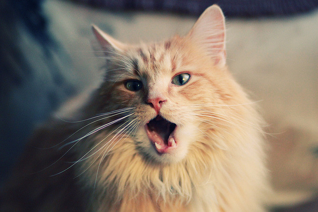 爱游戏娱乐-无名小卒到城市英雄，马克西在总决赛接管比赛，猛龙惊天逆转收割公牛